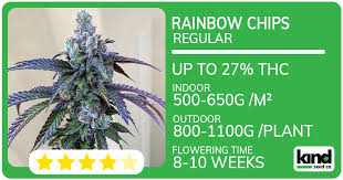 Exploring the Best Marijuana Seeds in New Mexico 1