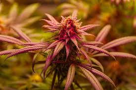 Exploring the Best Marijuana Seeds in New Mexico 1